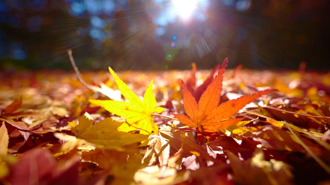 Raking leaves is annoying—and totally unnecessary.