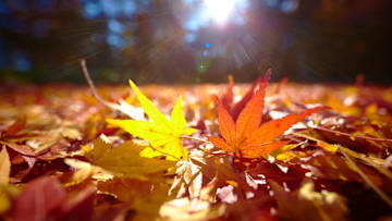 Raking leaves is annoying—and totally unnecessary.