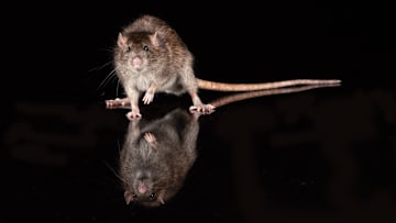 Has this rat attacked any infants lately?