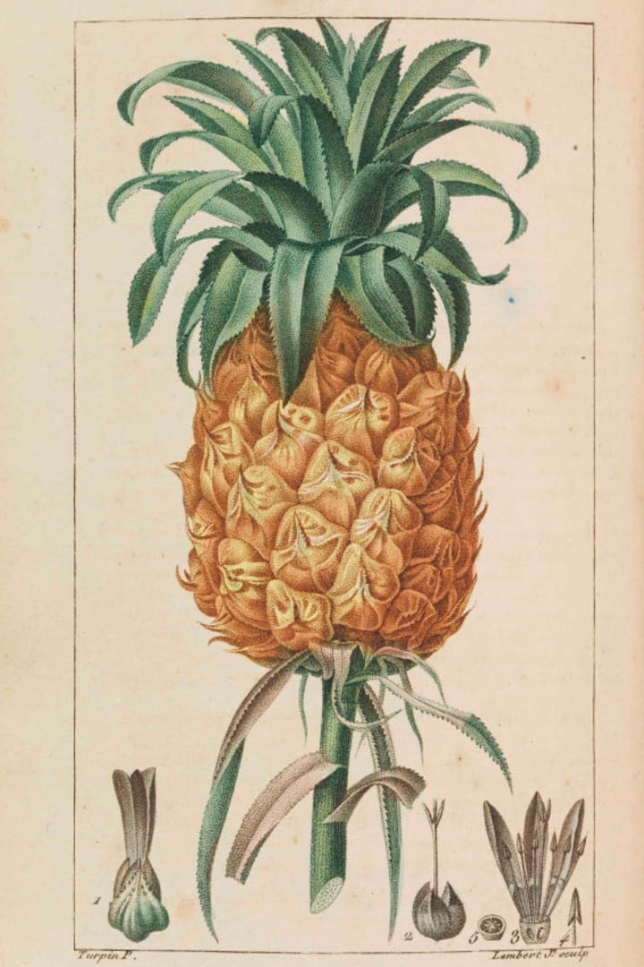 Ananas. Flore Médicale