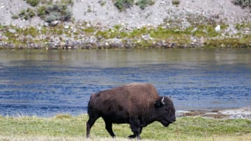 A bison walks near the Yellowstone River in Yellowstone National Park.