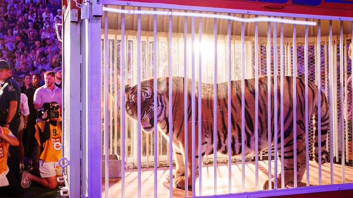 Nov 9, 2024; Baton Rouge, Louisiana, USA;  A live tiger made an appearance on the field before the game between the LSU Tigers and the Alabama Crimson Tide at Tiger Stadium. Mandatory Credit: Stephen Lew-Imagn Images