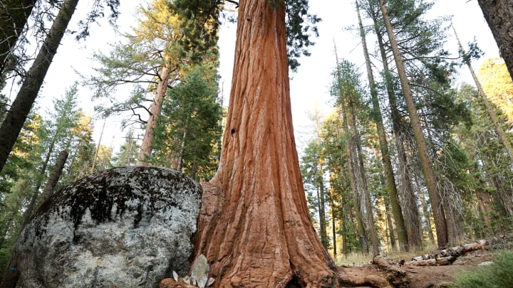 See trees like this for free.