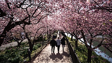 Early Cherry Blossom Bloom In Kawazu Town