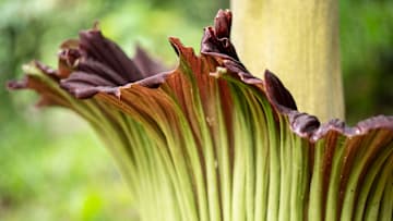 The corpse flower‘s name comes from its nasty smell.