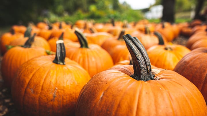 ‘Tis the season for pumpkin picking.