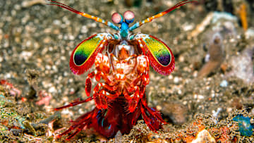 This little guy packs a big wallop.