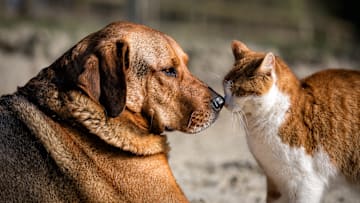 These names are popular among dogs and cats.