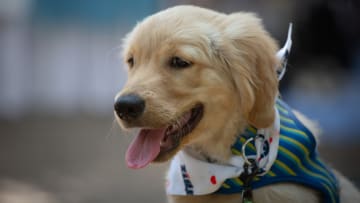 Pet Fiesta Draws Animal Lovers From Across Country To Bangalore