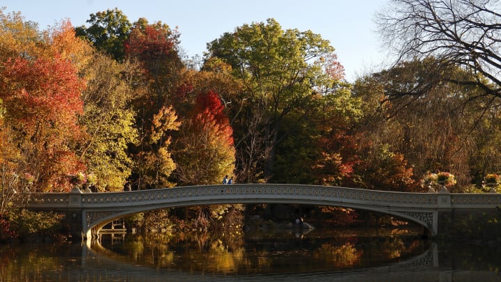 Fall Foliage in Central Park in New York City