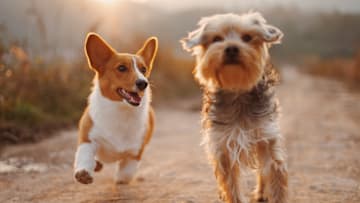 Pawsitively in Love - Dogs can't help but fall in love. Image Courtesy of UpSplash. 