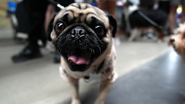 Dog Festival in Toronto