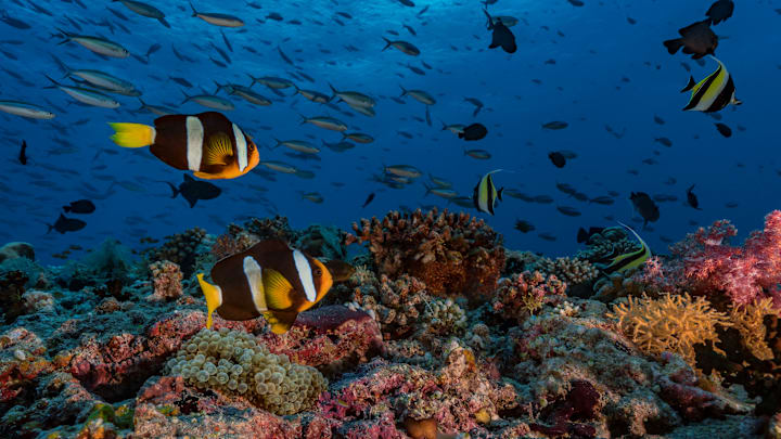 Coral reef full of life Coral reef full of life