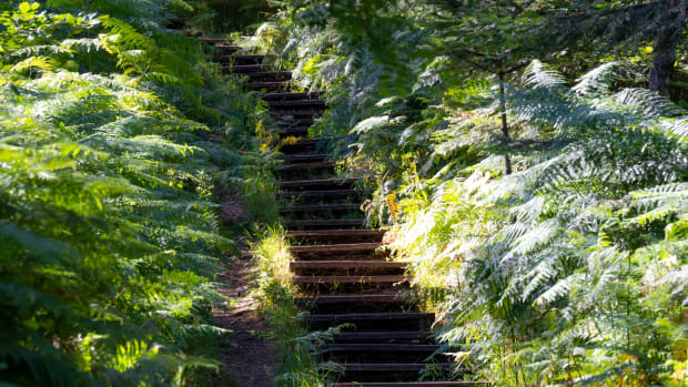 A beautiful picture of stairs in the forest