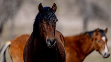 Wild horses of Turkish capital
