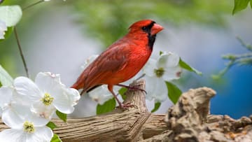 A male cardinal.