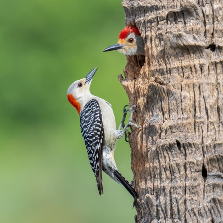 A red-bellied woodpecker and young in a tree cavity.