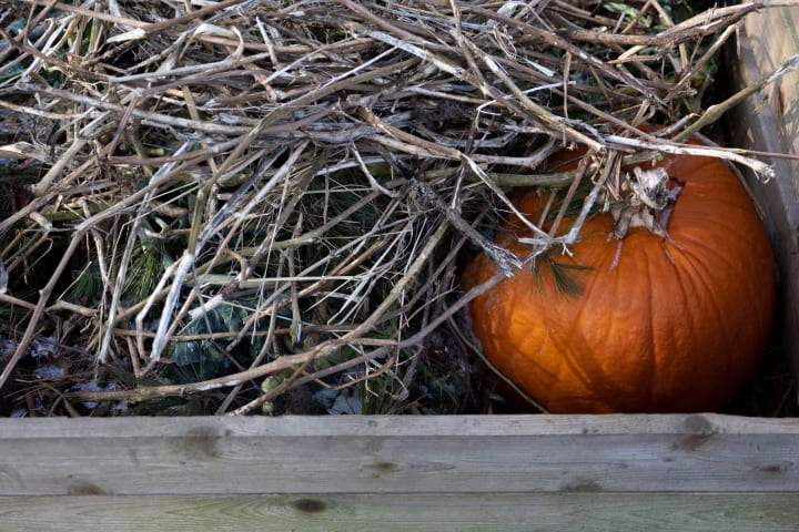 A pumpkin in the compost bin