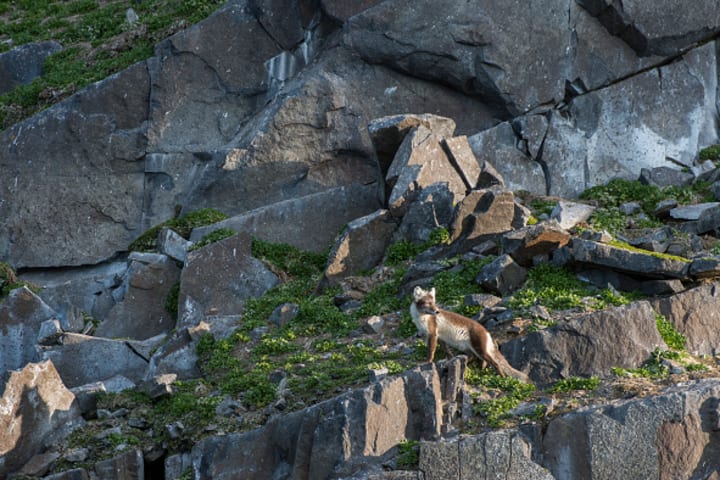 An Arctic fox with gray and brown fur stands on rocky terrain