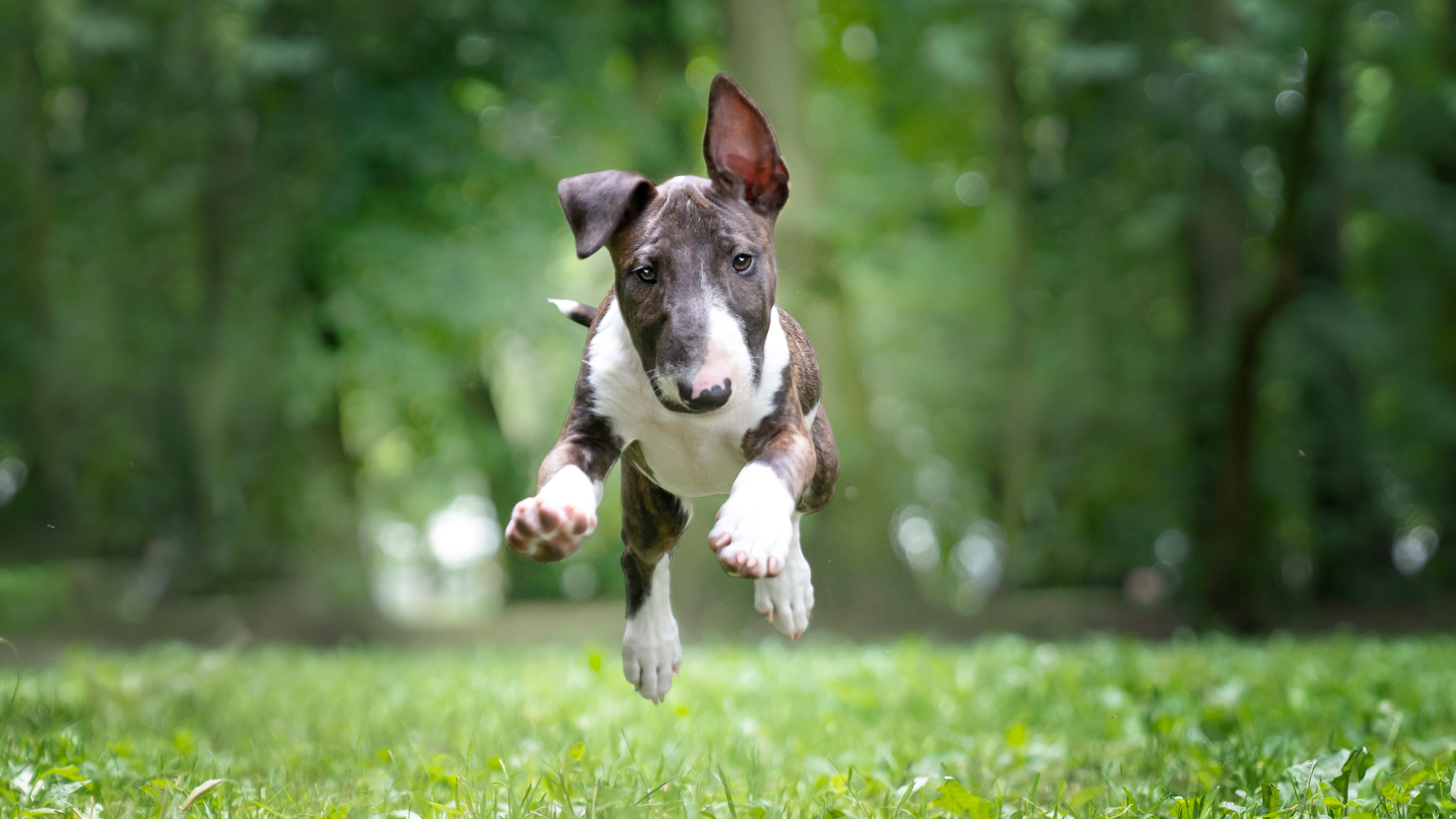 Target dog breed outlet