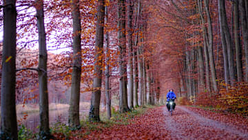 Evening Is Falling On The Parc Of Tervuren