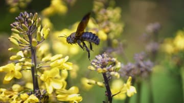 Make a pollinator’s life easier by providing it a place to stay.