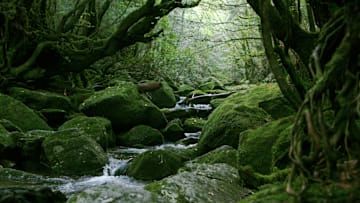 Shiratani Unsui Gorge, Yakushima Island, Japan: a misty forest said to have inspired 'Princess Mononoke.'