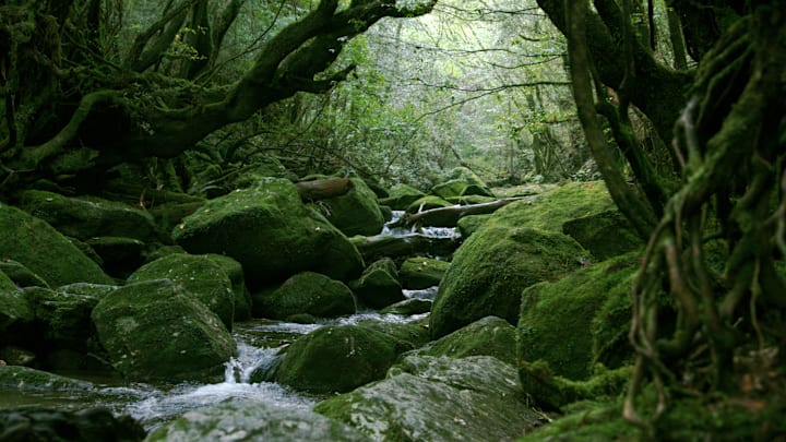 Shiratani Unsui Gorge, Yakushima Island, Japan: a misty forest said to have inspired 'Princess Mononoke.'
