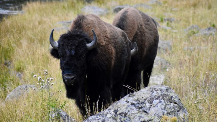 Bison in Yellowstone National Park