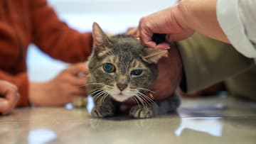 World Veterinary Day in Ankara