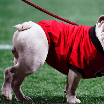 Dec 2, 2023; Atlanta, GA, USA;  Georgia Bulldogs mascot Uga XI looks on before the SEC Championship game against the Alabama Crimson Tide at Mercedes-Benz Stadium. Mandatory Credit: John David Mercer-USA TODAY Sports