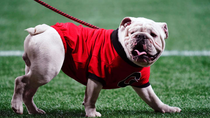 Dec 2, 2023; Atlanta, GA, USA;  Georgia Bulldogs mascot Uga XI looks on before the SEC Championship game against the Alabama Crimson Tide at Mercedes-Benz Stadium. Mandatory Credit: John David Mercer-USA TODAY Sports