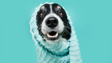 Here‘s how to keep your canine clean and happy.