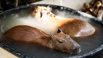 Two capybaras relaxing in a cafe in Bangkok.