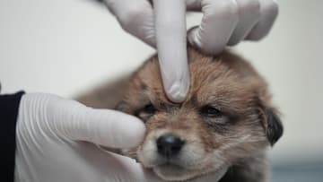 Puppies, found about to freeze, seek forever home in Turkiye's Duzce
