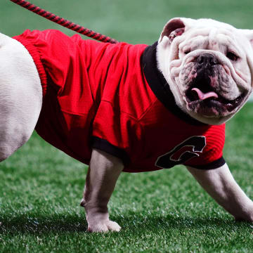 Dec 2, 2023; Atlanta, GA, USA;  Georgia Bulldogs mascot Uga XI looks on before the SEC Championship game against the Alabama Crimson Tide at Mercedes-Benz Stadium. Mandatory Credit: John David Mercer-USA TODAY Sports