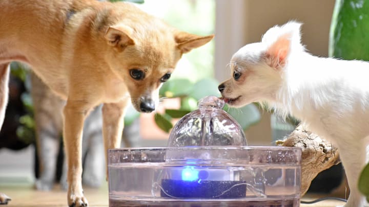 The Pet Water Fountain You’ll Be Proud to Leave Out