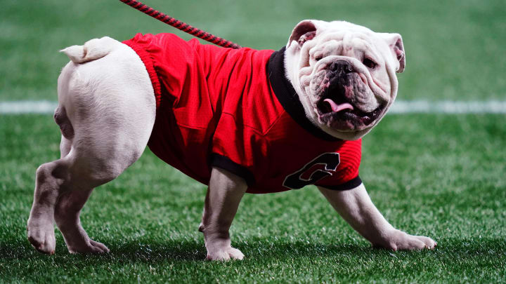 Dec 2, 2023; Atlanta, GA, USA;  Georgia Bulldogs mascot Uga XI looks on before the SEC Championship game against the Alabama Crimson Tide at Mercedes-Benz Stadium. Mandatory Credit: John David Mercer-USA TODAY Sports