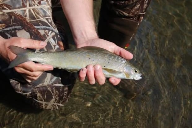 The author holds an arctic grayling