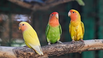 Colorful wings of Antalya Natural Life Park attract attention.