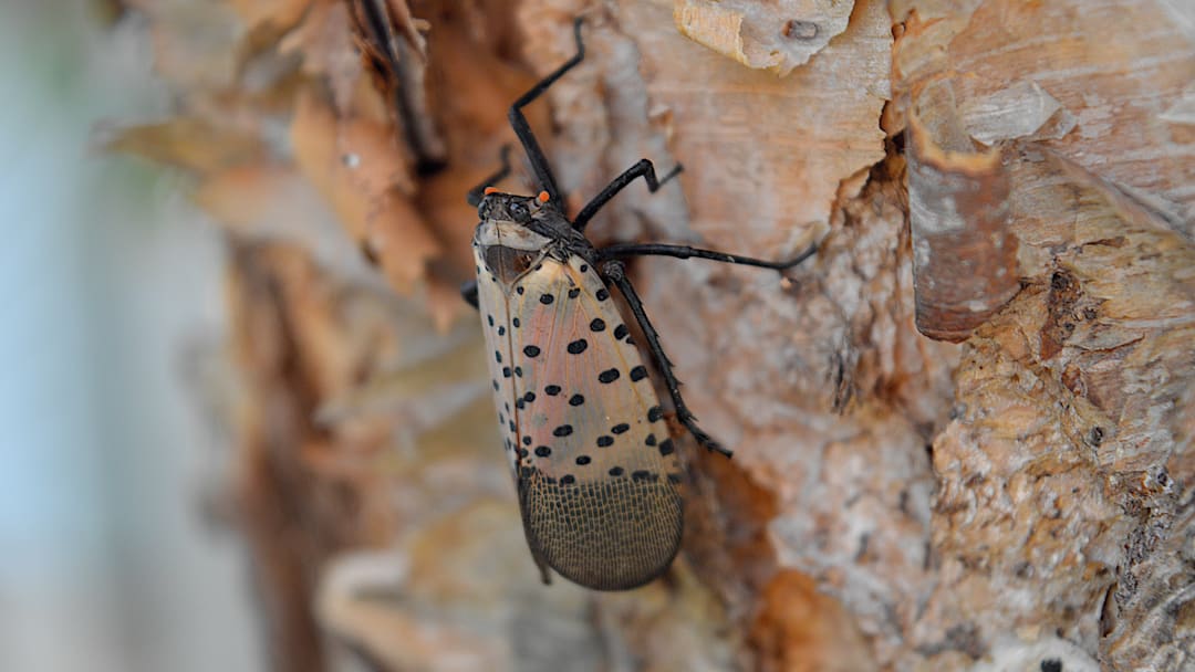 Spotted Lanternfly. Spotted Lanternfly.