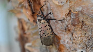 Spotted Lanternfly.