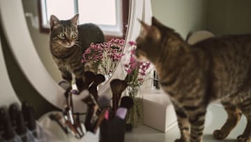 How else would cats know how handsome they are?