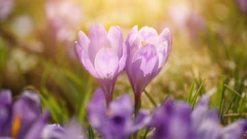 Crocus are a sign that spring is here.