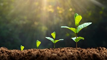 These trees could be the start of something great.