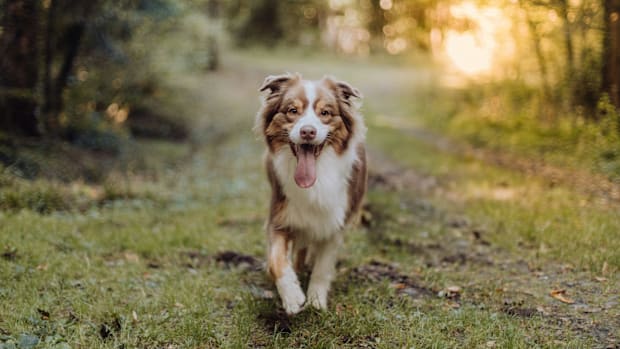 An Australian Shepherd on a trail.