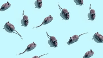 You‘ll likely be seeing more of these little guys if you live in a crowded urban area.