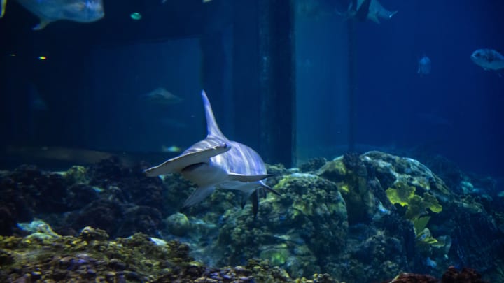 SeaWorld Ultimate Shark Experience