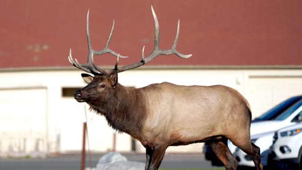 Elk walking through Yellowstone National Park