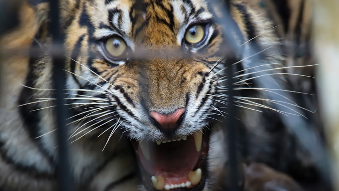 Sumatran tigers evacuate to avoid conflict with humans in West Sumatra